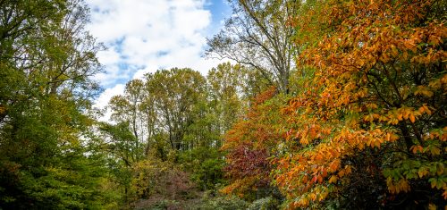 Fall Color Update: September 29, 2025