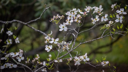 Spring Color Update: May 1, 2025