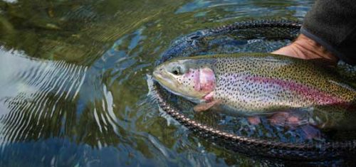 Blowing Rock Trout Derby