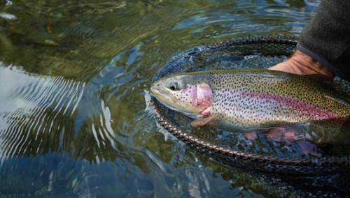 Blowing Rock Trout Derby